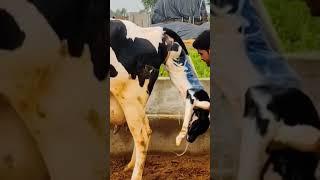 Hf cow giving birth Baby calf being born... #hf #hfcow #shortvideo #shorts