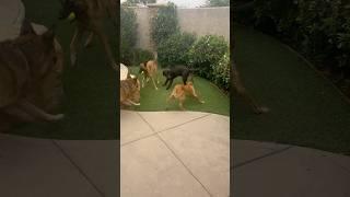 Malinois adult & puppy distract puppy in training for distracted recall #belgianmalinois #trending