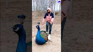 Wonderful peacock catching #peacock #shorts #bdsports #music #love #song #bollywood #hindisong