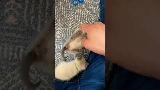 Kitten Play Time #shorts #cats #catvideos #kitten