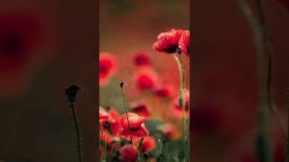 #비소리 #비소리asmr #rain #asmr  #rainsounds #백색소음 #수면유도 #relaxing