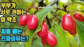 산수유-남.여 모두에게 좋은 성능력 강화약초! 신장과 간기능강화, 혈전생성을 억제해 혈관이 깨끗해지고, 심.뇌혈관질환 예방치료, 시력이 좋아지고, 배뇨장애와 요실금 전립선에 좋다