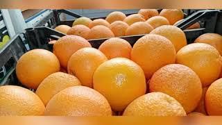 Egyptian Fresh Orange 2020 | fresh fruits | import & export | citrus