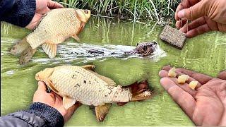 Риболовля під контролем Нутріі, рибалив на все. Світ Природи. Natural World.