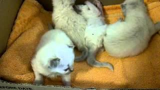 Kittens3