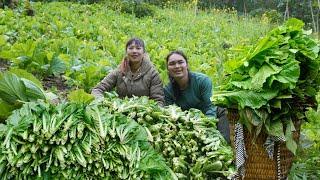 Harvesting green vegetables, traditional pickle making process, farm life, SURVIVAL ALONE