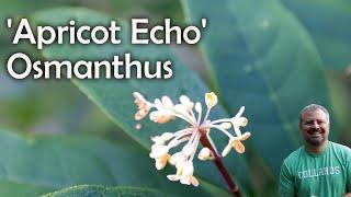 Osmanthus fragrans 'Apricot Echo' - Fragrant Sweet Olive