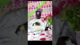 Timbine (15)papa-2020