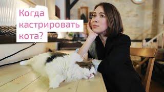 Когда кастрировать кота? Возраст и особенности