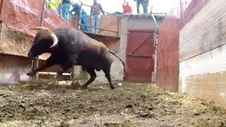 ️ESTE TORO BRAVO ESTA LOCO‼️DESEMBARQUE DE LOS ERALES DE MARCEN PARA VILLAREJO DE FUENTES (Cuenca)