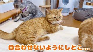 怖い妻と目を合わせないようにしてたら... #猫 #マンチカン