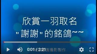 永福~"謝謝"(更多詳細資料請關注"2100賽鴿王")