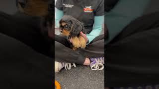 Manual physiotherapy for Swimmer Syndrome puppy