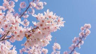 5 Facts About Cherry Blossoms