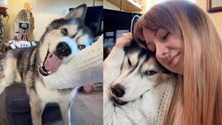 Sometimes My Giant Husky Just Needs A Cuddle!