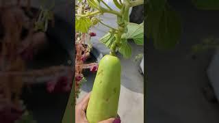 Bottle guard harvesting #garden #vegetables #plants #gardeningtips #plantinfo #organicgardening