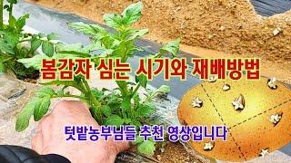 2025년 봄 감자 심는시기와 재배방법/씨감자 싹틔우기/심는방법과 재배관리/