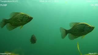 ROV records Crappie hunting for baitfish