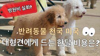 대형견 (골든두들)키우는데 드는 비용/초기비용/한달고정비용/병원비