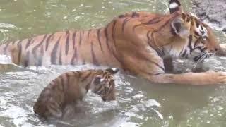 Choti Mada with her cub, Kanha National Park (May 2018)