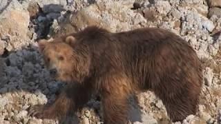 Сель, уничтоживший уникальные гейзеры на Камчатке.