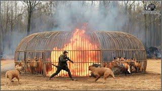 How Australian Farmers and Hunters Deal with Millions of Red Foxes with Hunting Dogs, Guns and Traps