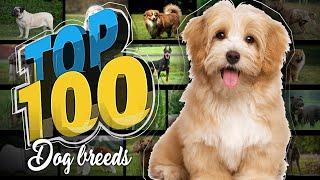 Top 100 Dog Breeds Ranked by Popularity