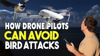 How Drone Pilots Can Avoid Bird Attacks (7 Easy Tips) | DansTube.TV