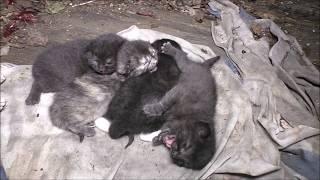 #92 Kittens in abandoned Virginia home !