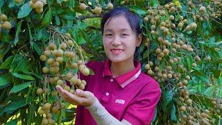 Harvesting Fruit Garden Goes to the market sell - Susan Daily Life