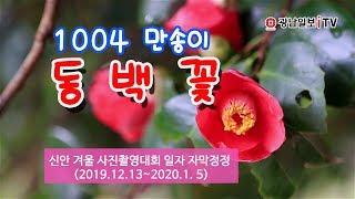 1004만송이 동백꽃 광남일보iTV