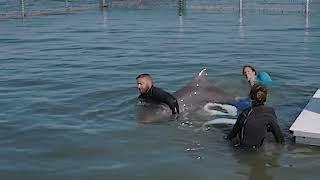 Rescued Bottlenose Dolphin Introduced to 'Forever Home' in Florida Keys