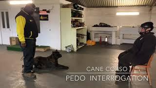 The working Cane Corso