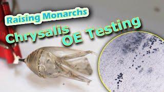 Raising Monarchs - Chrysalis OE Testing (Help The Monarch Butterfly)