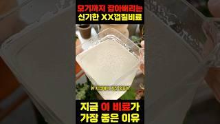 모기랑 벌레 싹 없어져서 미치겠네요 ㅋㅋㅋ / 신기한 천연비료