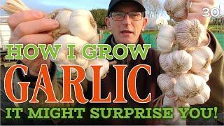 How To Grow Garlic In UK for BIG yields