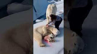 Rescue team's care saves a pregnant polar bear, giving her and her cub a new lease of life