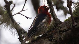 Red-breasted Sapsucker