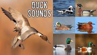 Duck Noises & Duck Identification