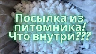 Посылка из питомника «Садко». Распаковка. Саженцы почтой. Что присылают из питомников.