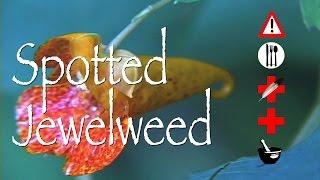 Spotted Jewelweed: Edible, Medicinal, Cautions & Other Uses