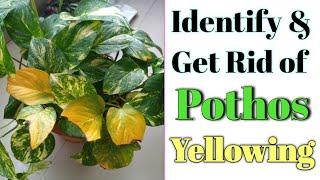 Pothos Leaves Turning Yellow// Get Rid of Yellow Leaves in Pothos// Money Plant Leaves Tuning Yellow