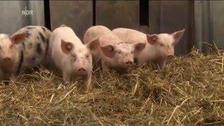 Porträt über Naturland Betrieb Gut Thurbruch auf Usedom