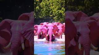 Pink Elephants Crossing the River   | Stunning Wildlife Footage #viralvideo #elephant #cuteanimals