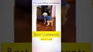 Smartest Dog / Best TikTok Comments   #tiktokvideo