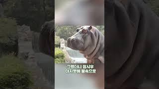 탈출하는 하마 뺨 싸대기 한방으로 제압한 쿨한 경비원