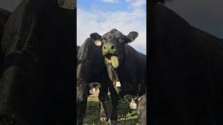 Who is ready for more cow videos? Feeding my cows some vegan food.