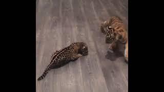 Baby Jaguar meets Baby Tiger