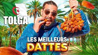 I EAT THE BEST DATES IN THE WORLD IN ALGERIA  (TOLGA, BISKRA)