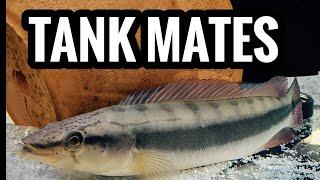 Best Tank Mates for Pike Cichlid